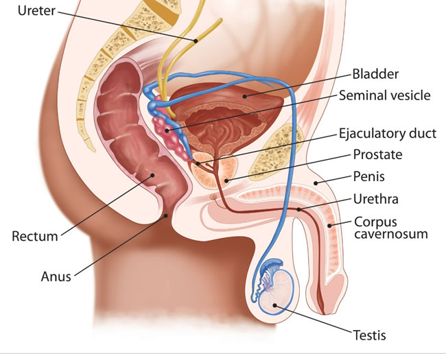 prostatitis és mi történik